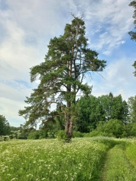 Тульская область. Лес, дерево, природа. Россия