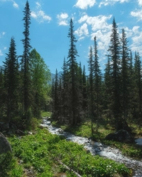 Фото леса, лес, Россия