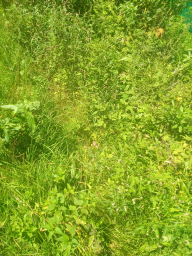 Трава, фото, смартфона