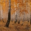 Осень, лесок, фото