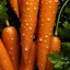 Морковь, нейросеть